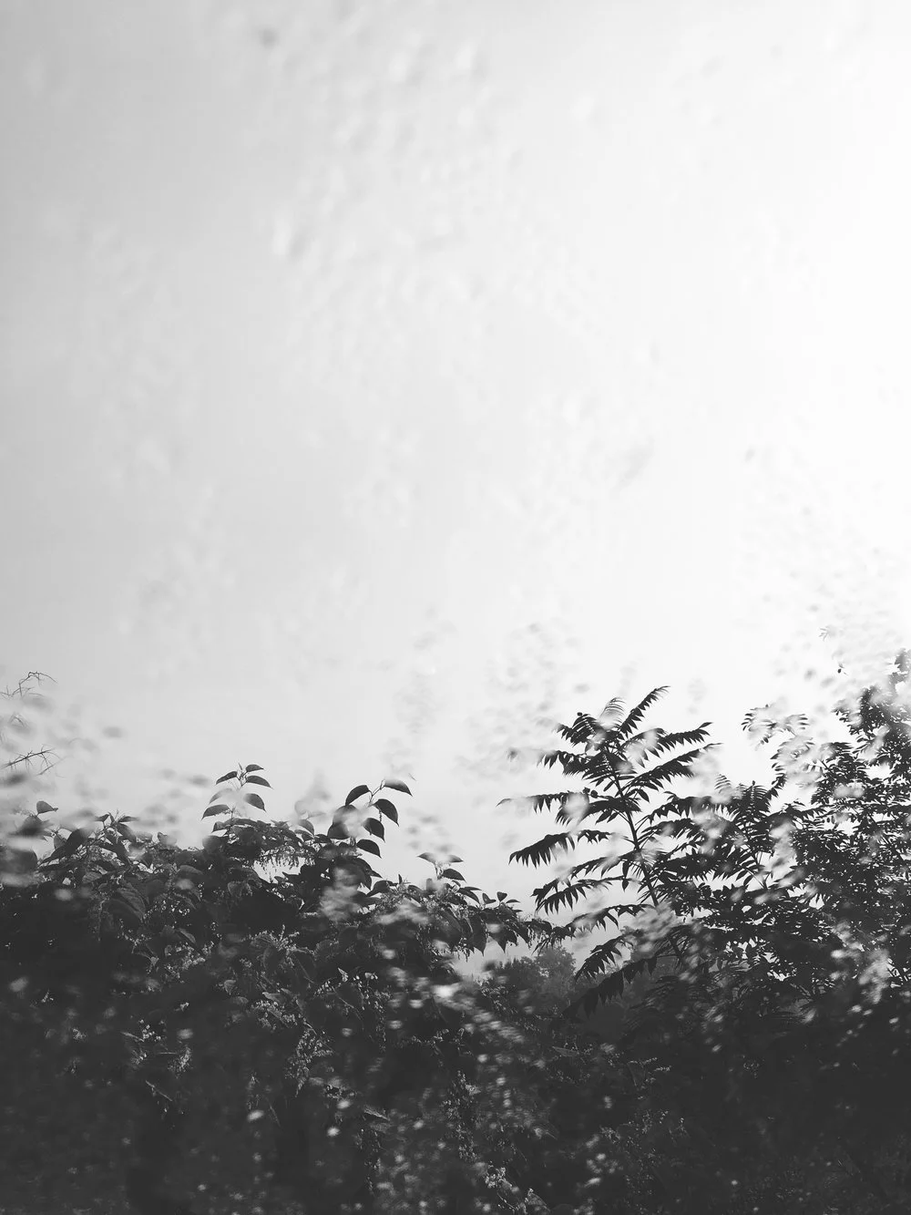IMG_3776.JPG