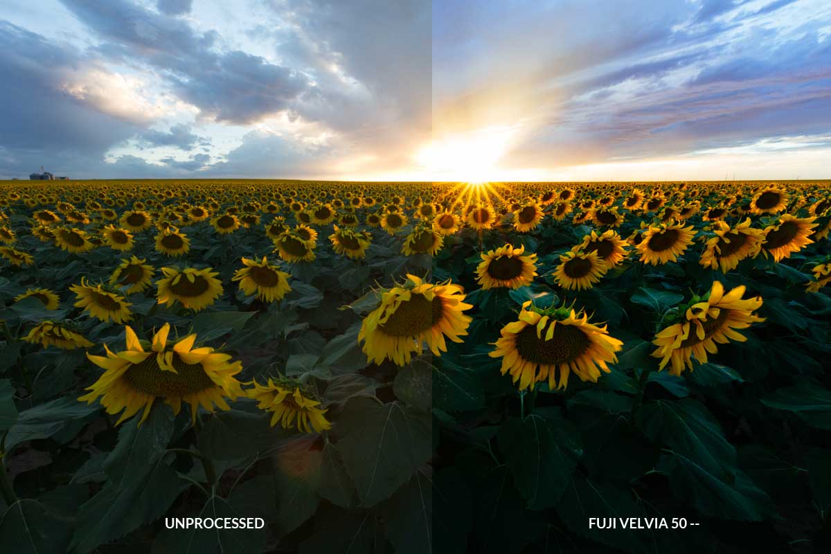 Velvia-compare.jpg
