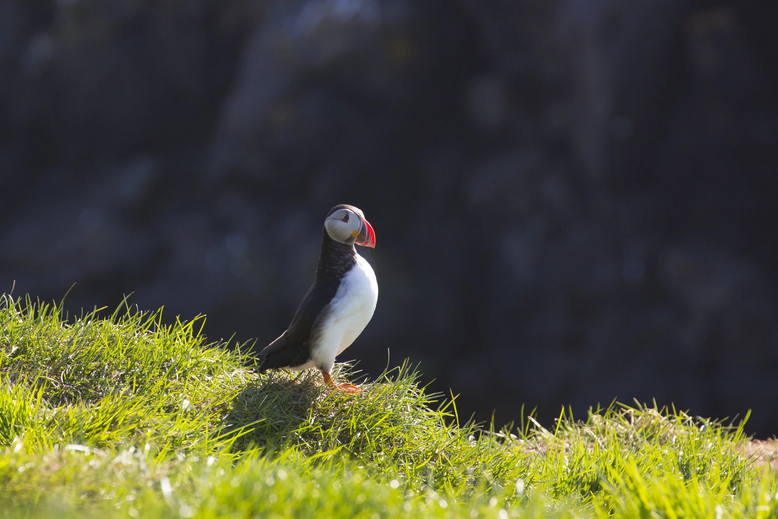 We even crafted an inside joke about puffins and their love of tractors. Spending 8 days with 5 strangers will invariably lead to hilarity, we joked about making a children's book about the tractor driving puffins of Iceland.