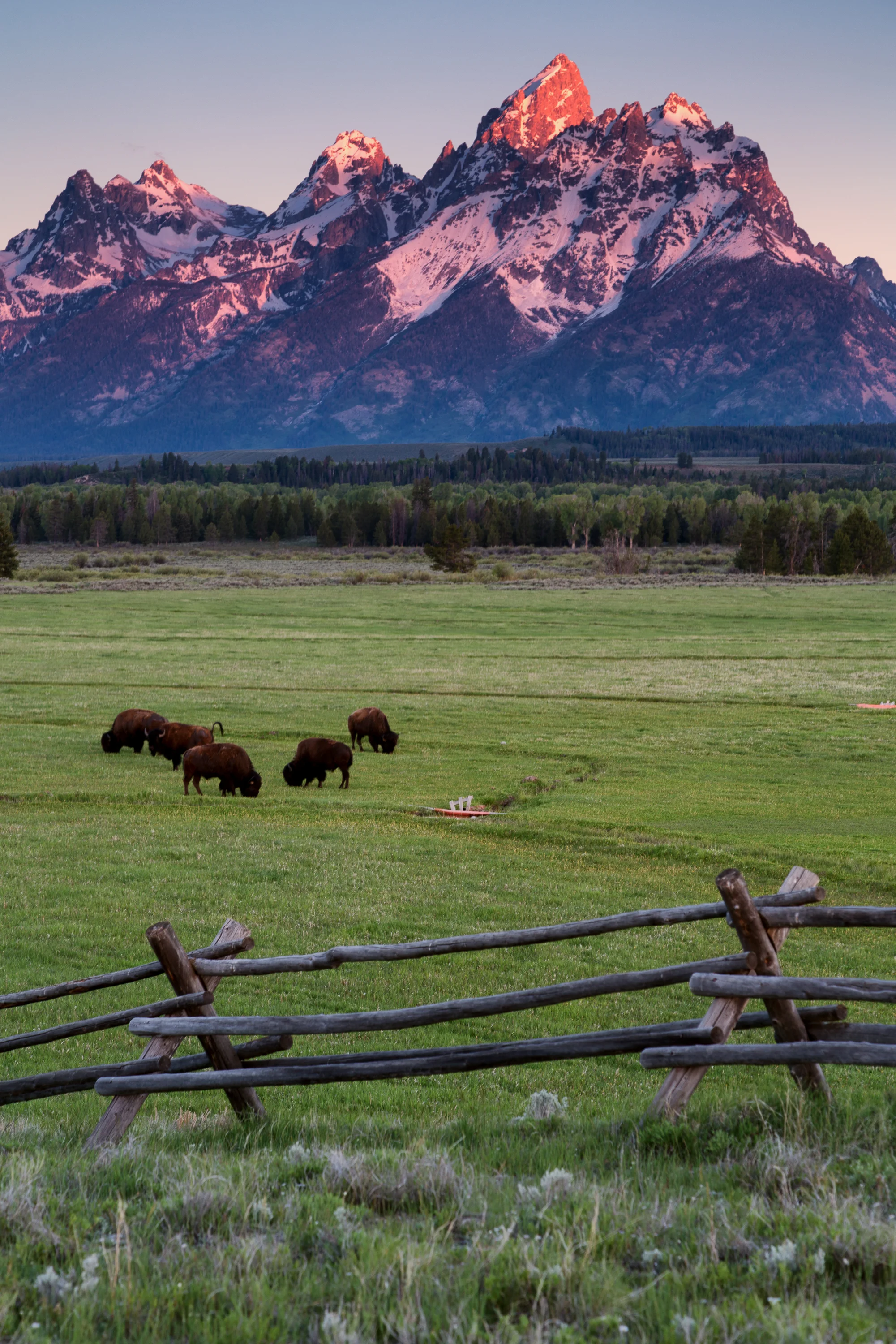 grand-teton-national-park-bison-elk-flats-jackson.jpg