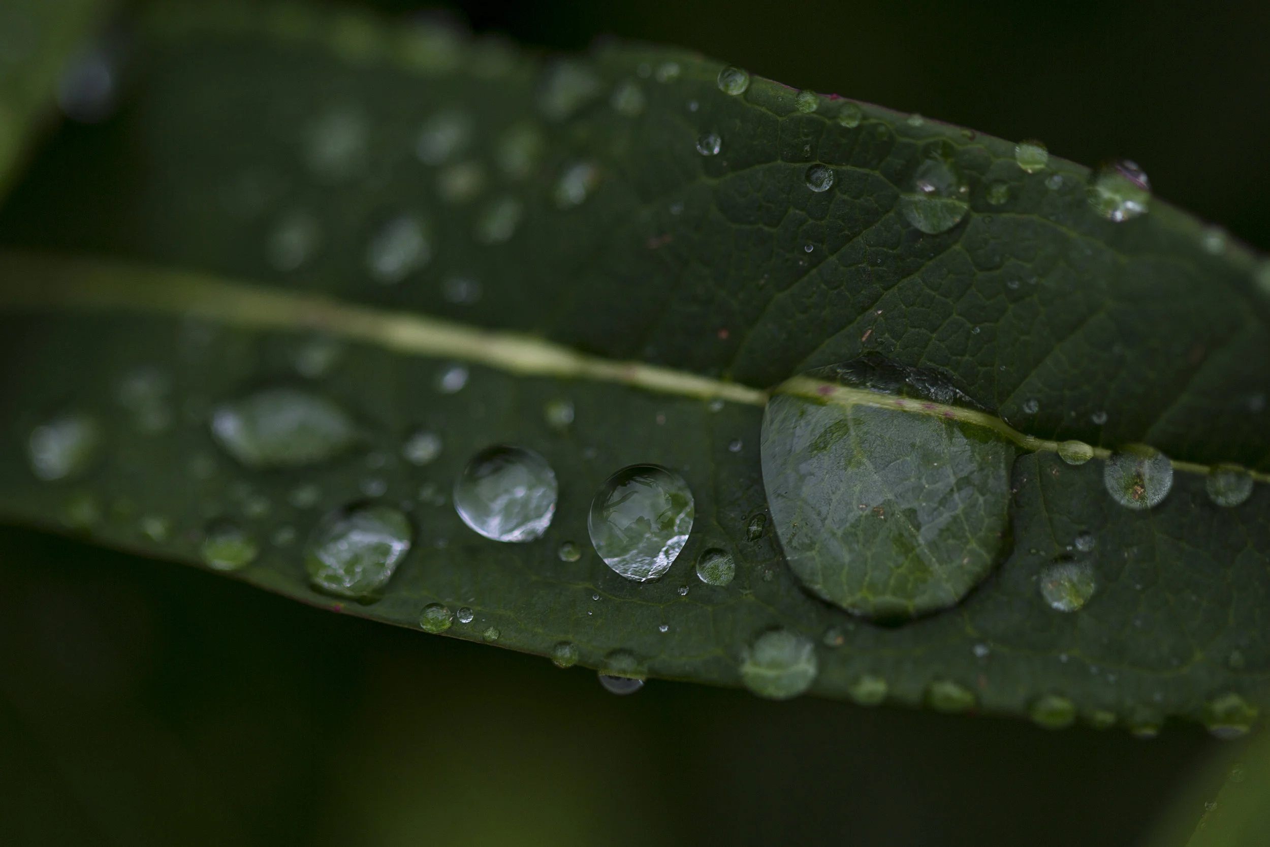 macro-photography-improve.jpg