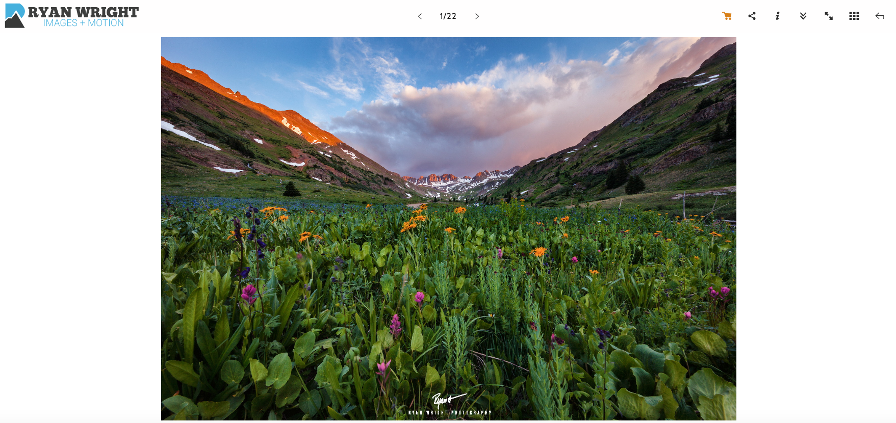 photoshelter-image-display-gallery.png
