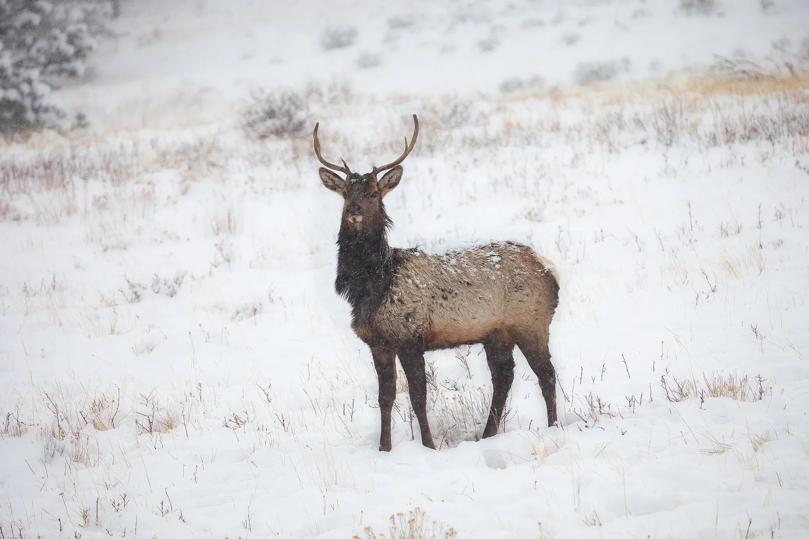 A bull elk posing in a meadow