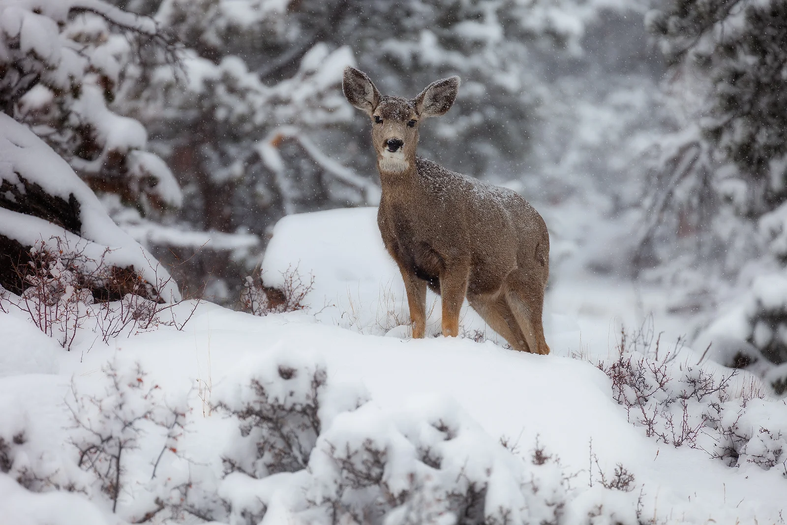 A mule deer looking right me as I walked along the trail