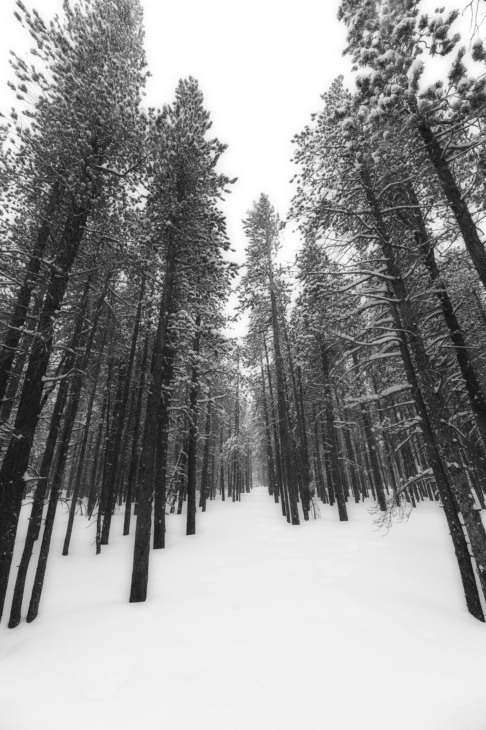 An untouched forest