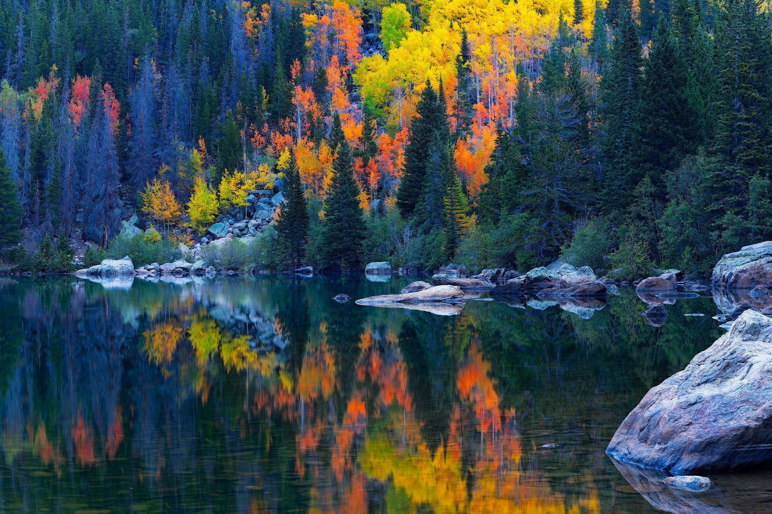 Colorful fall foliage reflected in a calm mountain lake surrounded by evergreen trees and large boulders in Rocky Mountain National Park in Colorado