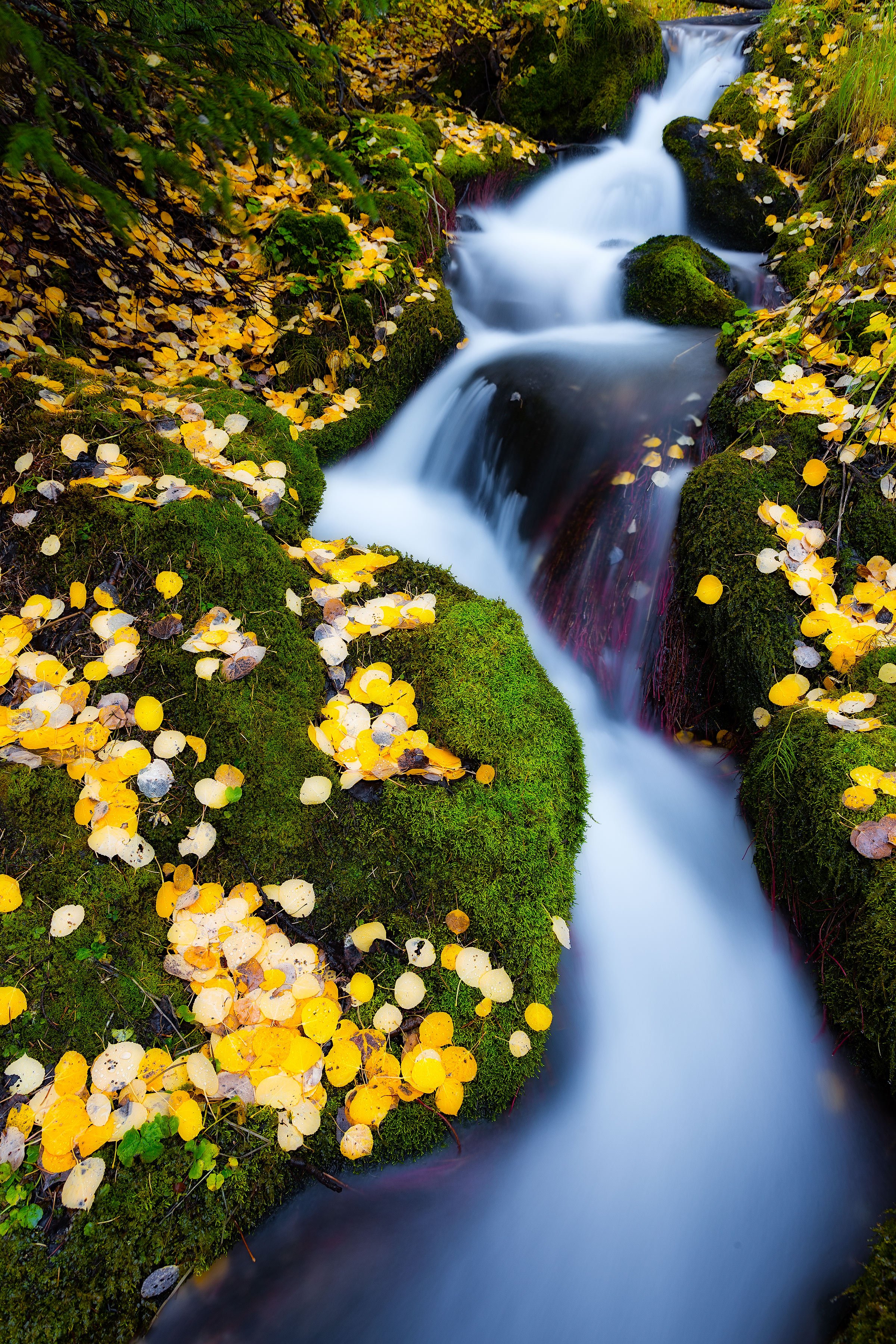 Golden aspen leaves on mossy rocks beside a silky mountain stream in Boulder Brook, Rocky Mountain National Park during autumn.
