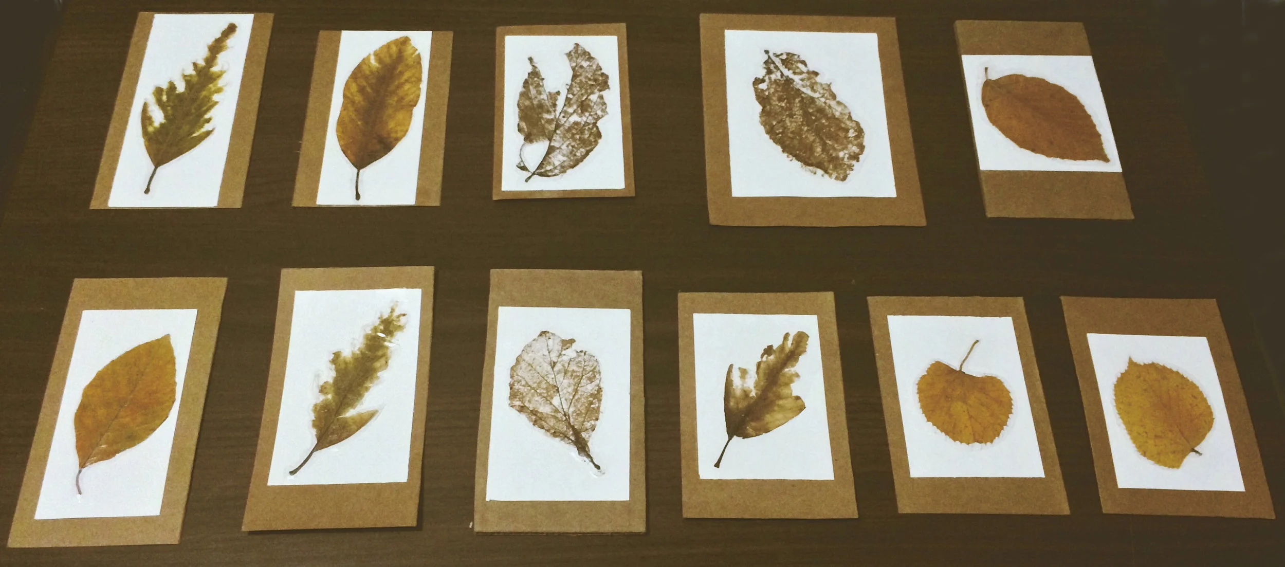  Use clear tapes to preserve them.  在没有塑封条件的情况下，笔者能想到的 最简易实用 的保存方法  就是将叶脉小心粘在两片透明宽胶带之间。 