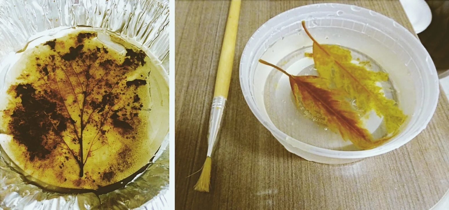  Use tiny brushes to brush the leaves，  only leave the vein structure.  用小头刷子一点点精心刷去干枯叶肉，留下叶脉。    