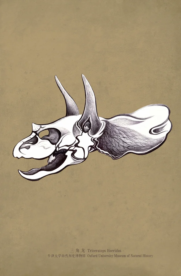 ruolan drawing triceratops.jpeg
