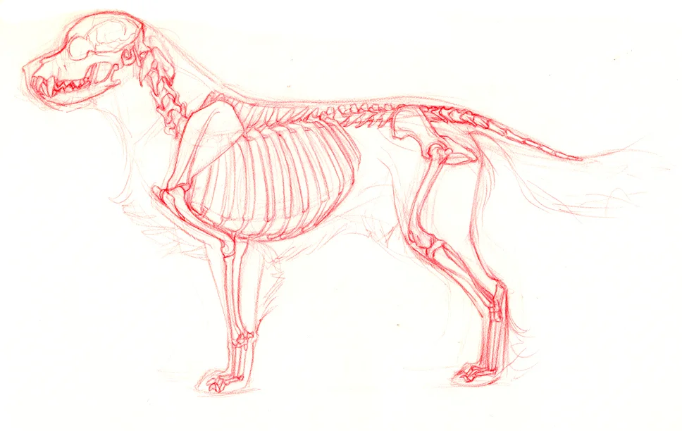 skeletonside.jpg