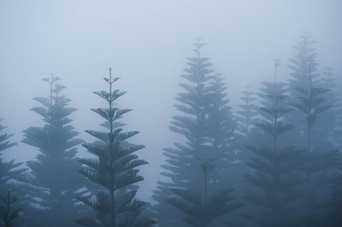 Trees in Fog