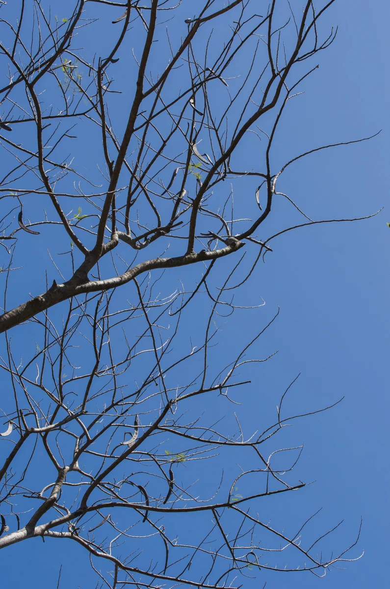 Slender Branches and the Blue Sky