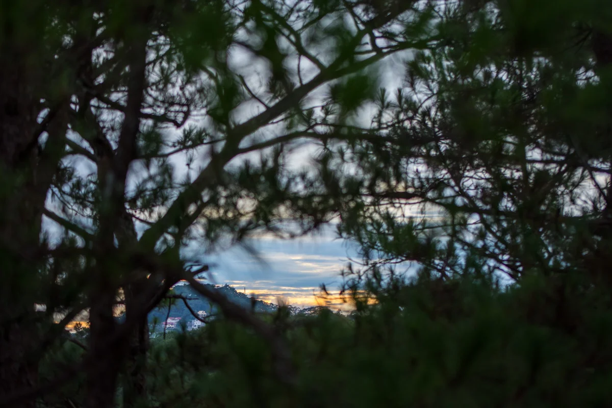 Sunset Through Pine Trees