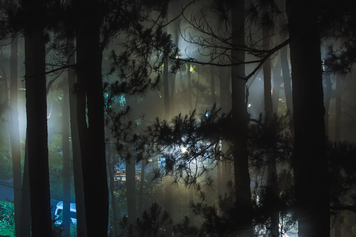 Street Lights Amidst Trees