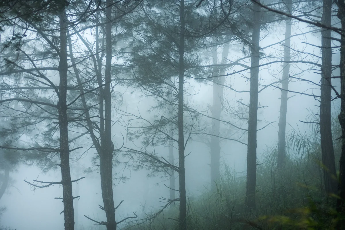Pine Trees in Thick Fog