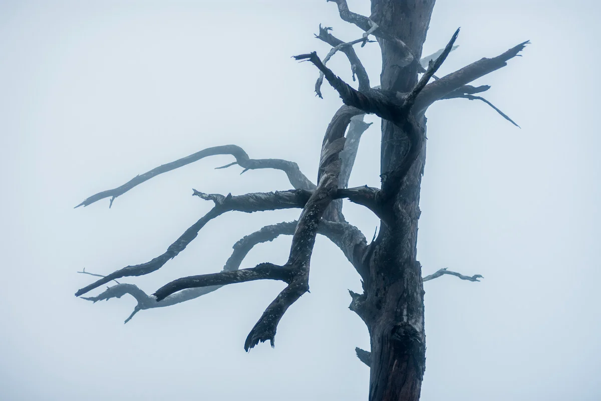 Dead Tree