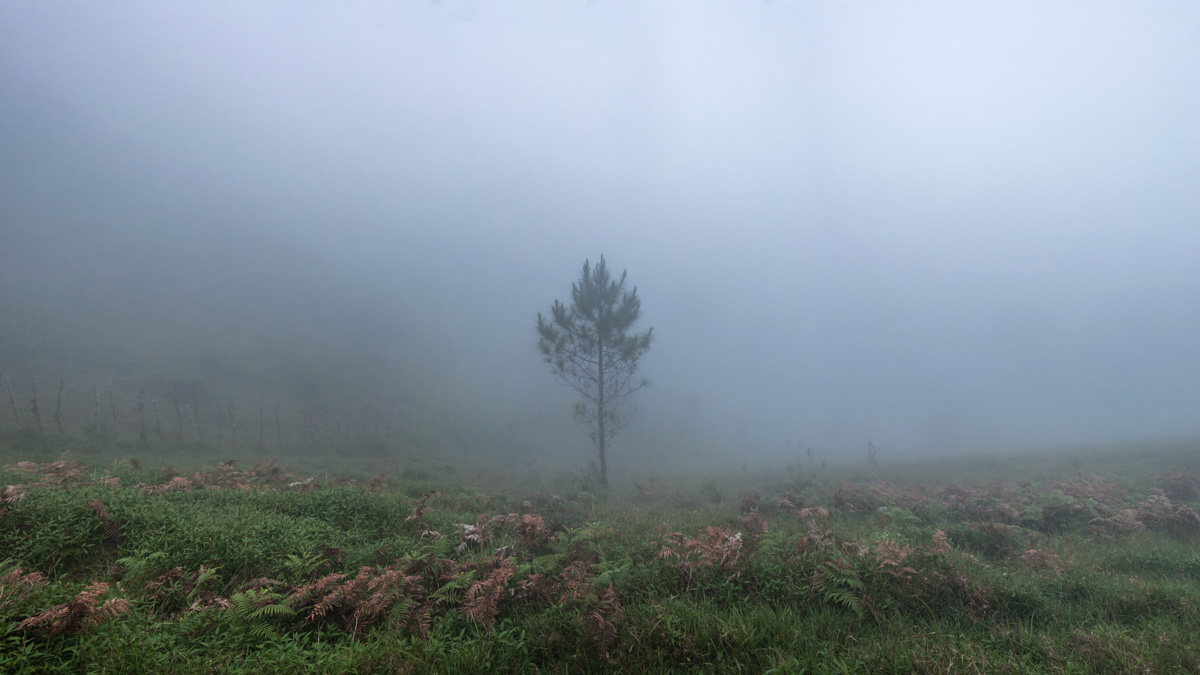 Standing Out in the Fog