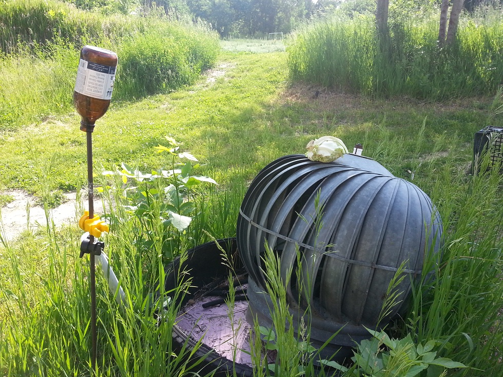 cabbageFarm-2014.jpg