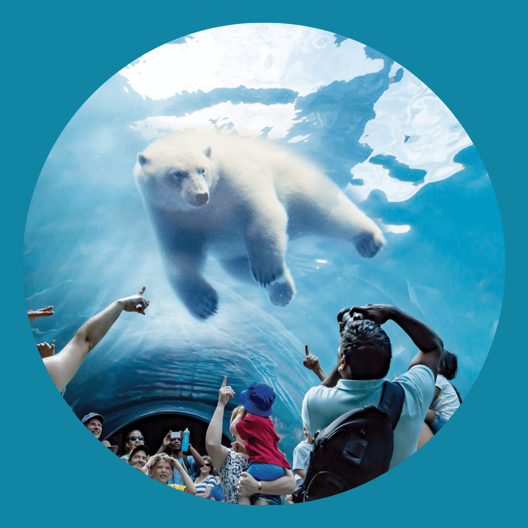 Visitors at an aquarium observe a large polar bear swimming underwater.