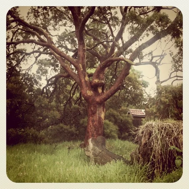 (Taken with instagram)