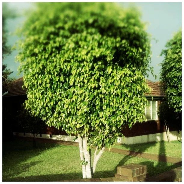 Taken with instagram