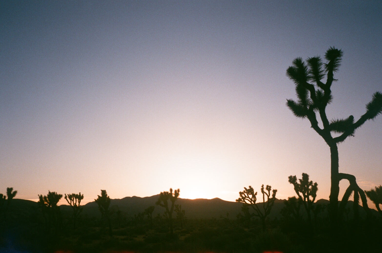 MIRACLE Joshua Tree National Park
