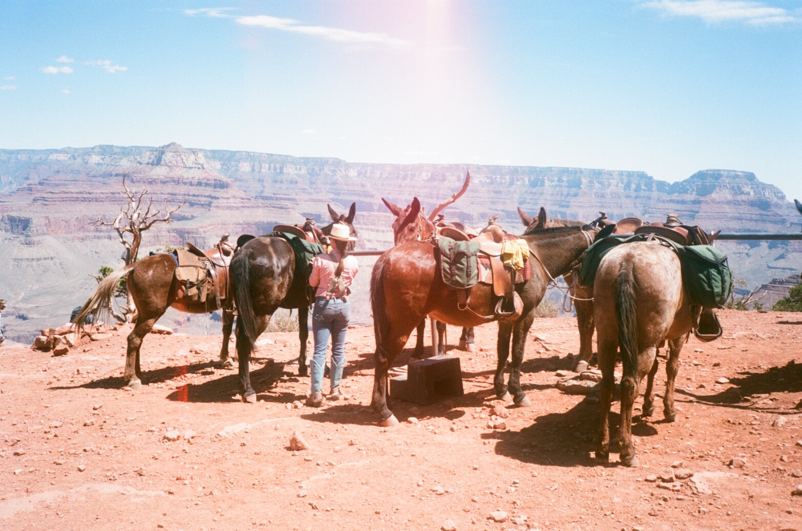 SIMPLE THINGS Grand Canyon