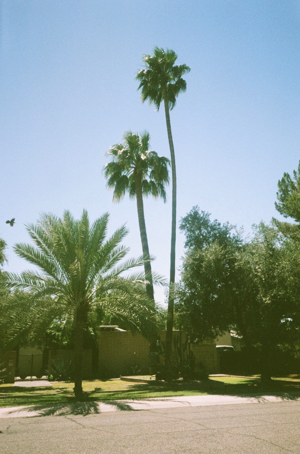 SEXY PALMS Phoenix, Arizona