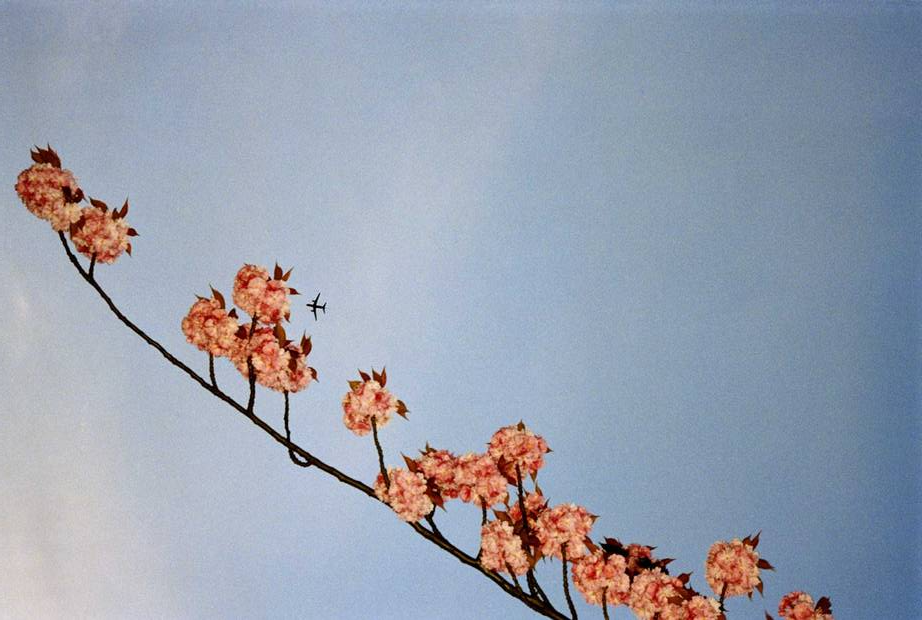 Cherry Tree with Plane