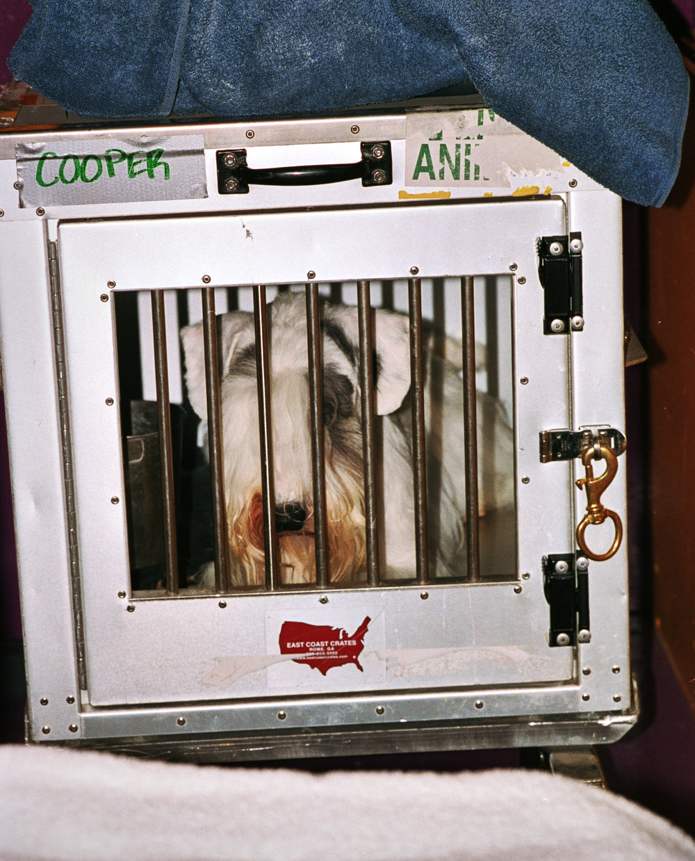 DogShow074.jpg
