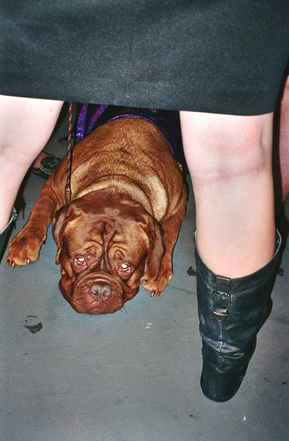 DogShow101.jpg