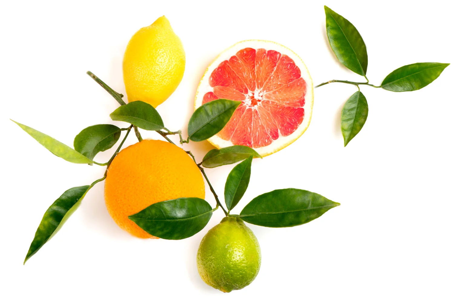 Citrus.jpg