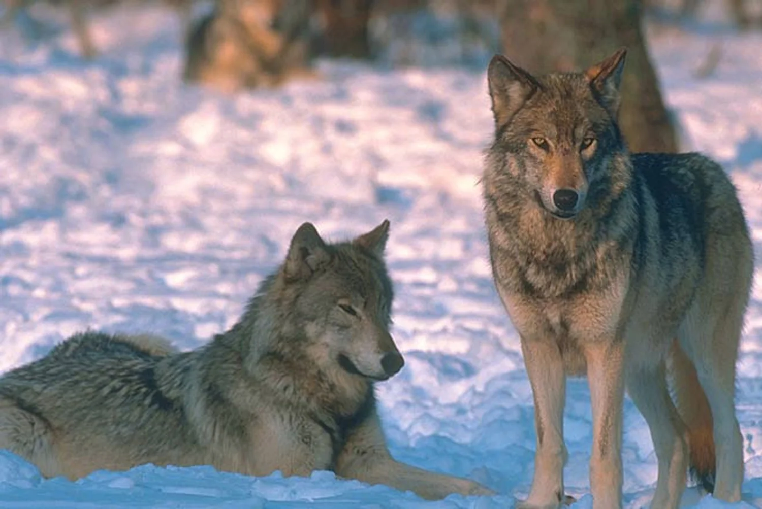 XAN2Wolves1Sit1StandHOA.jpg