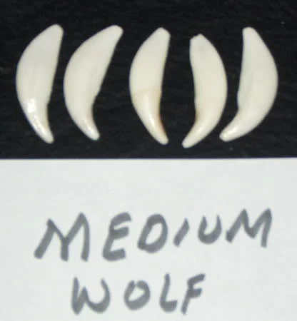 wolf-teeth-medium_resize.jpg