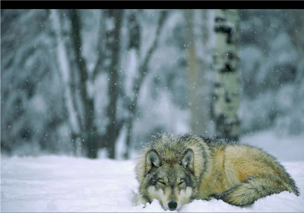 napping-wolf-513253-sw.jpg