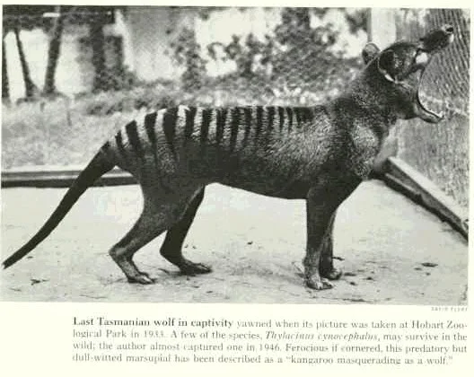 Tasmainian_wolf.jpg