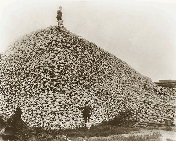 20080201082651Bison_skull_pile_ca18.png