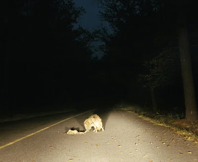 wolf.jpg