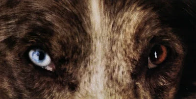 wolf_eyes_low.jpg