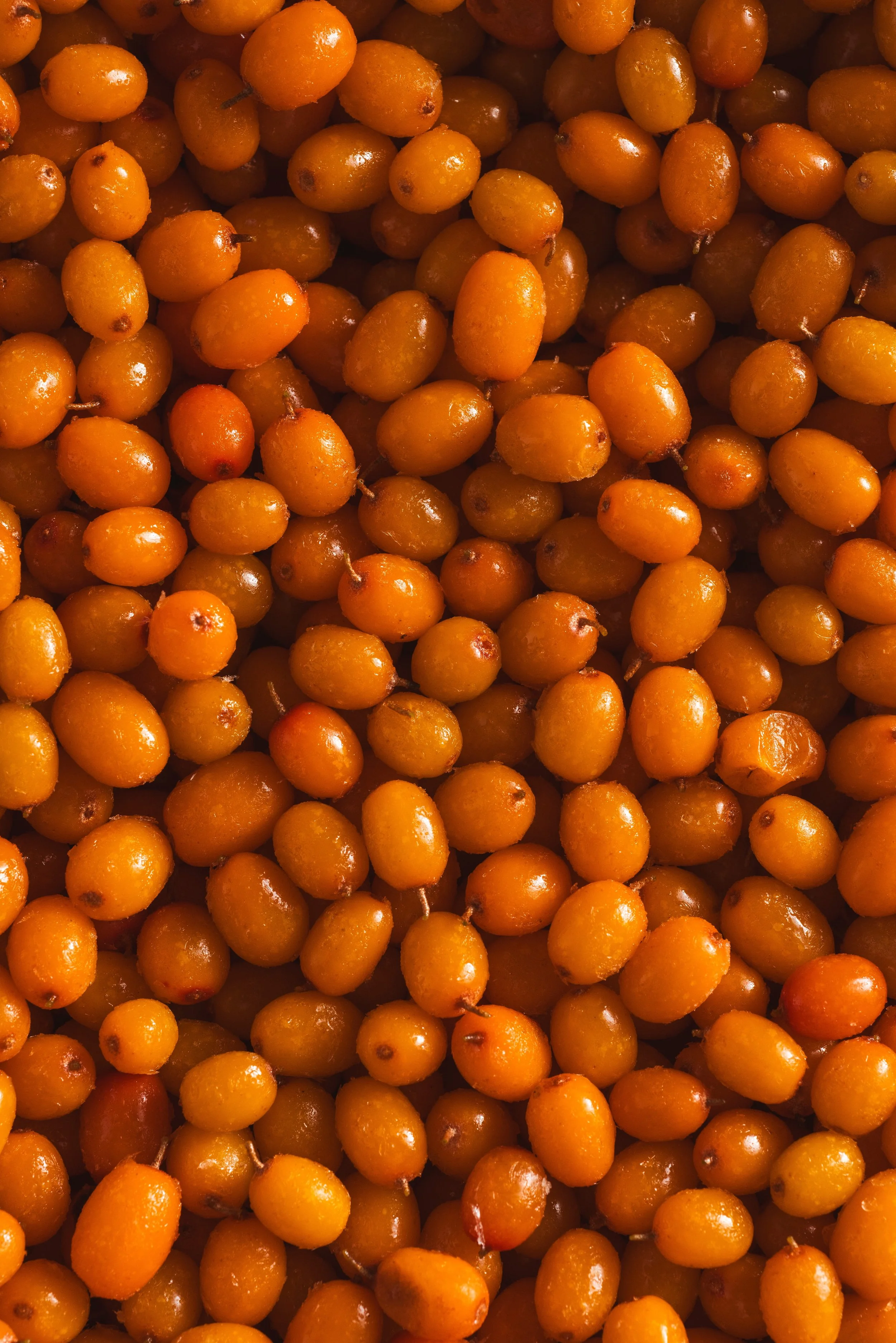 2026-02-19_Sepia_Ingredient_Sea-Buckthorn-39455 (1).jpg