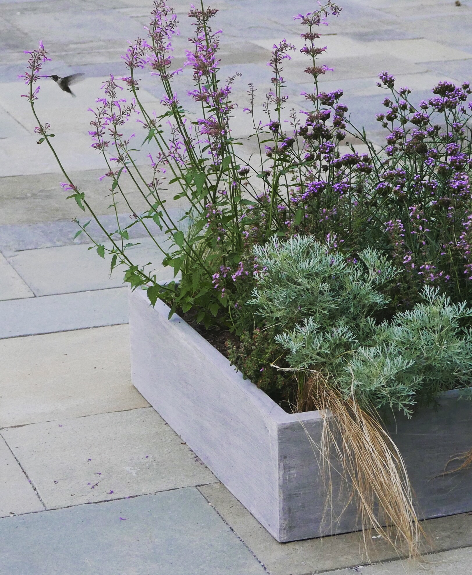 Hummingbird with Parterre Planter.JPG