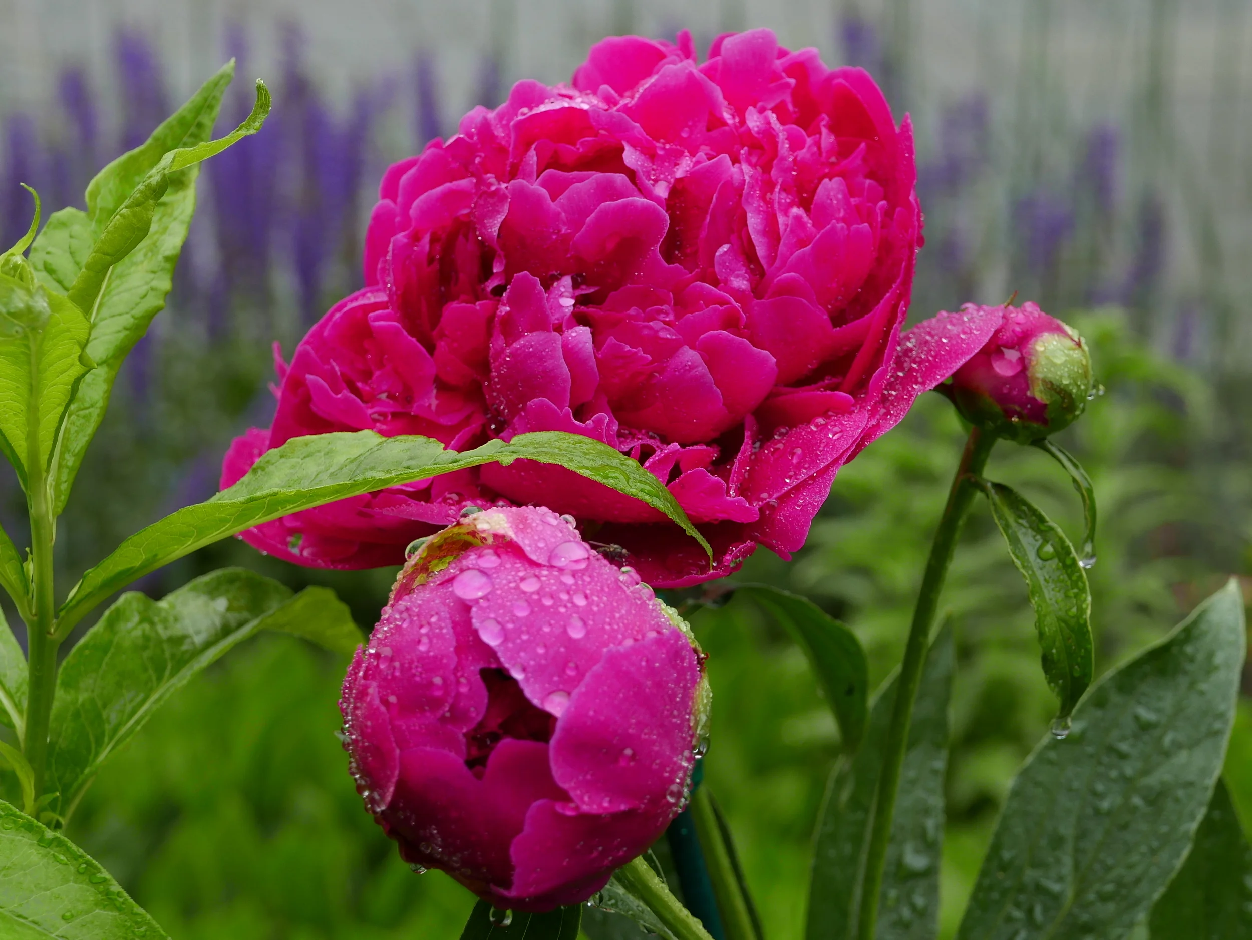 Spring Peony.JPG