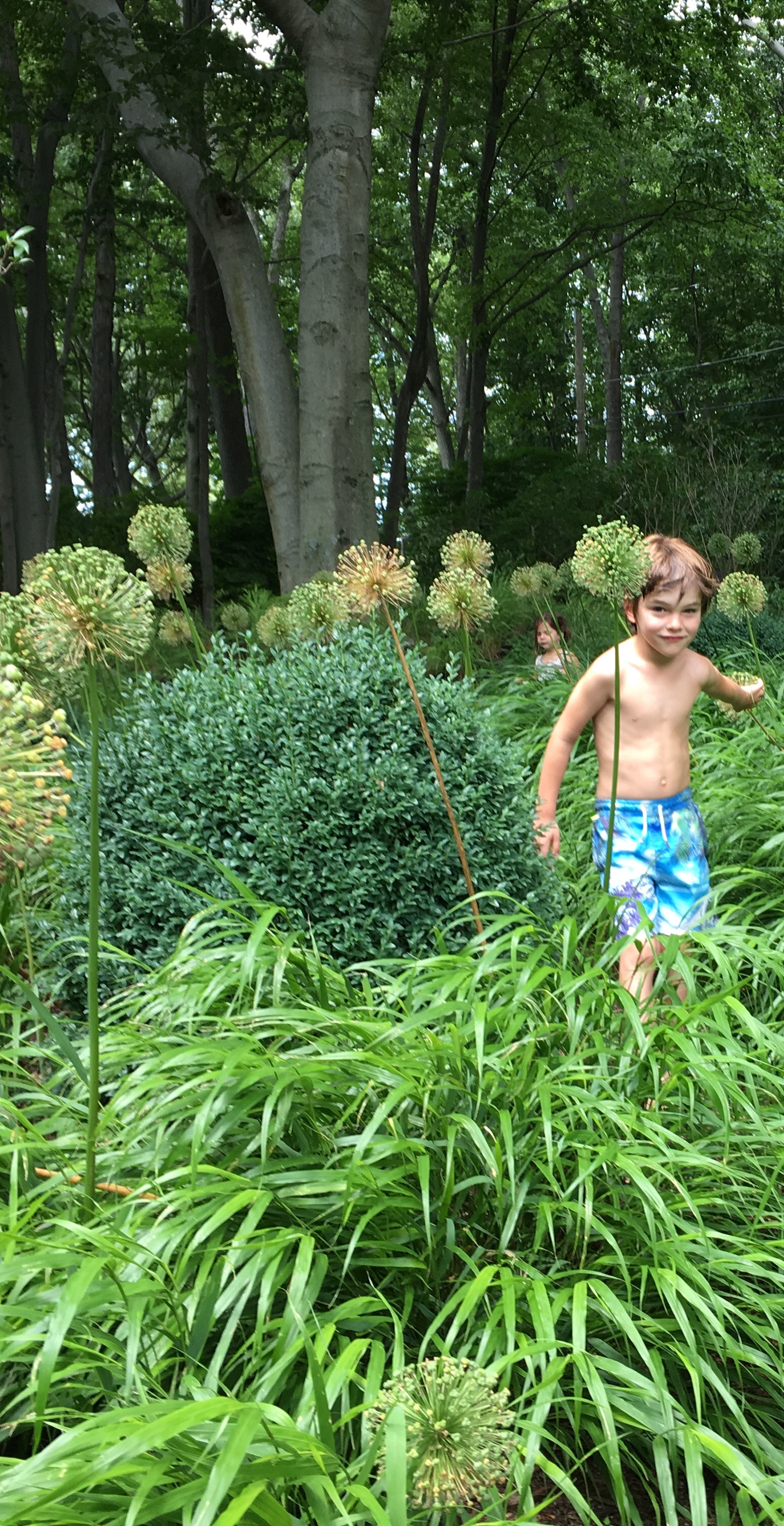 Allium Walk.jpg