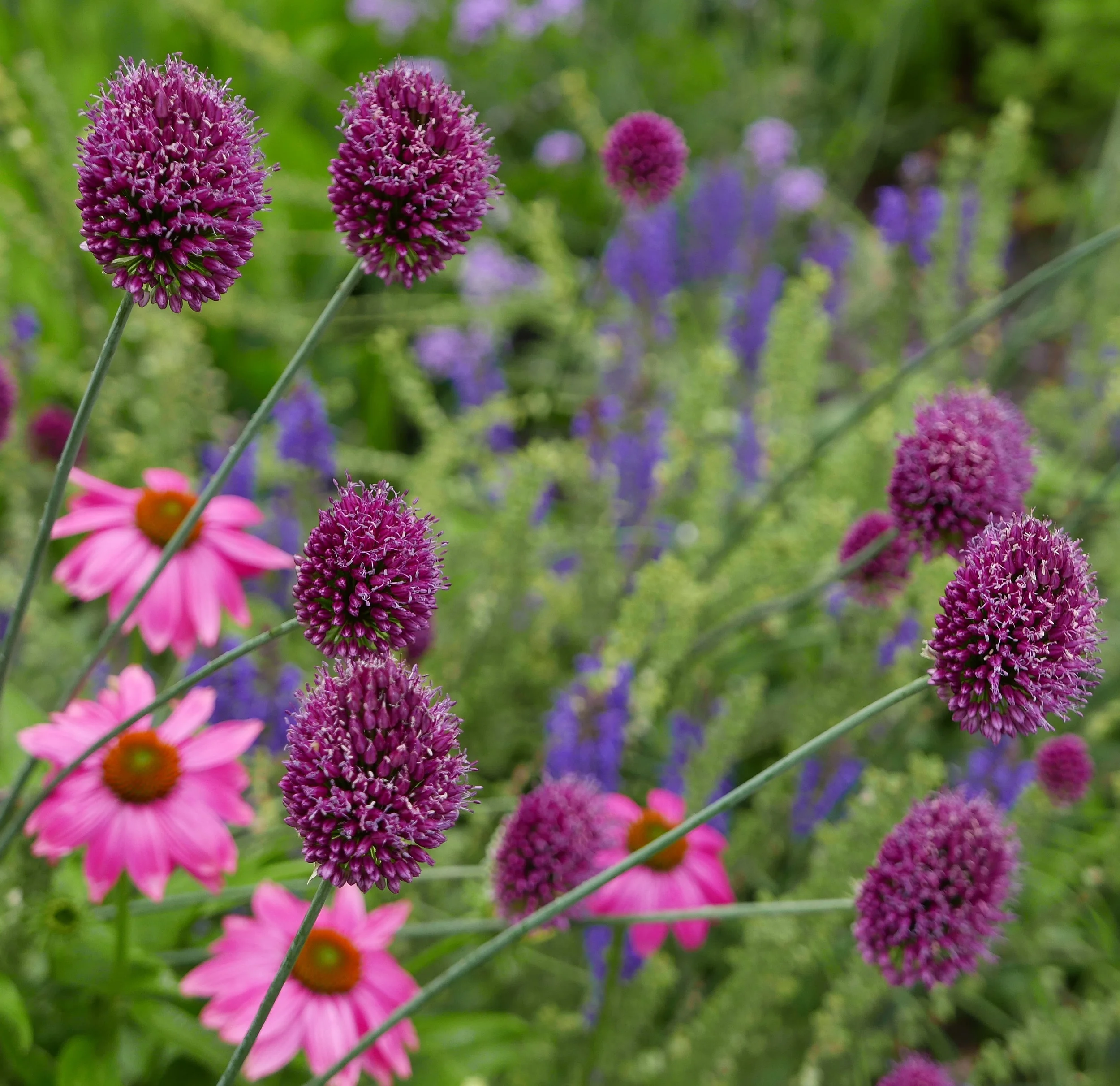Summer Hot Fleurs Up Close.JPG