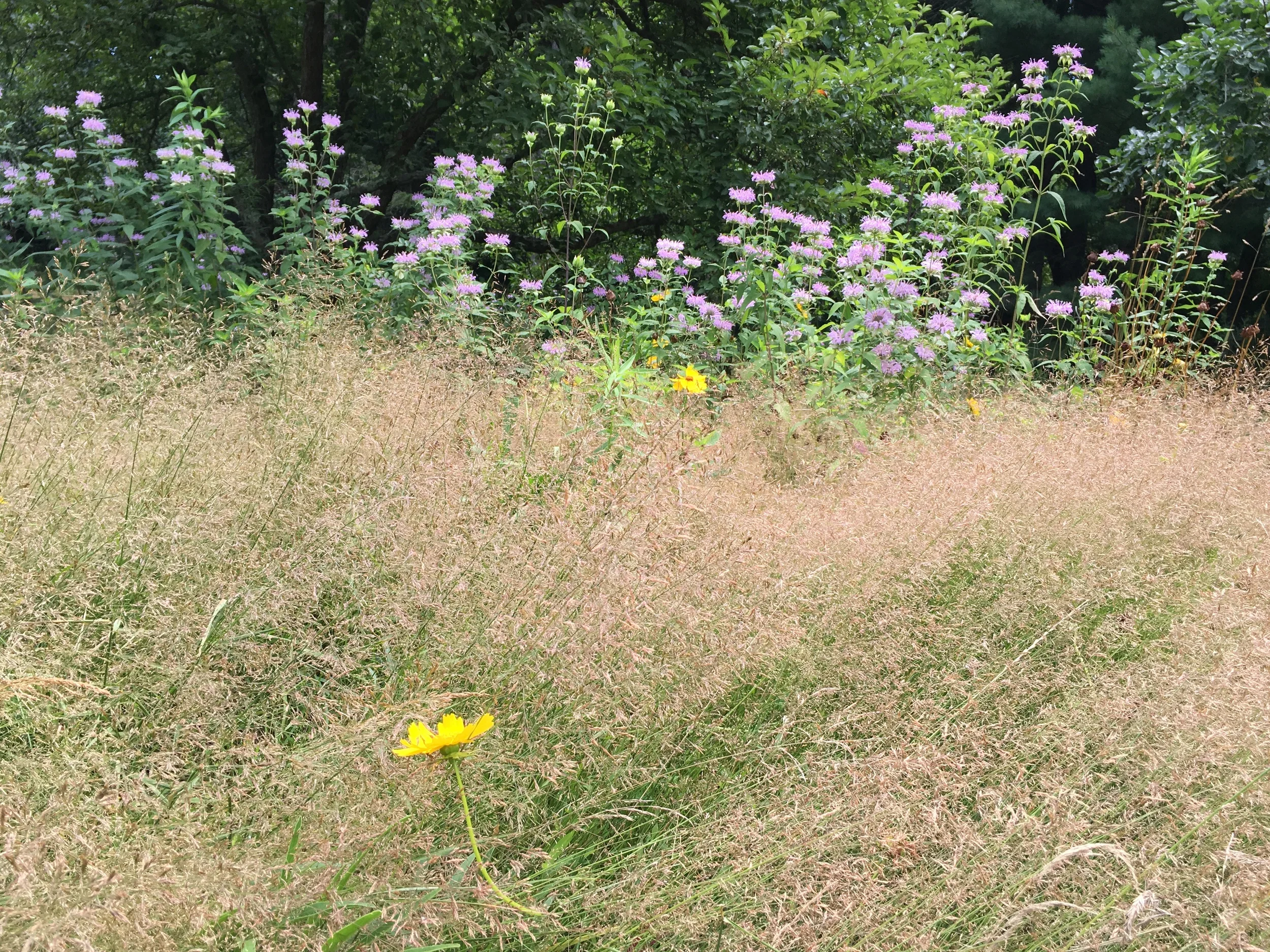 Meadow close up.JPG