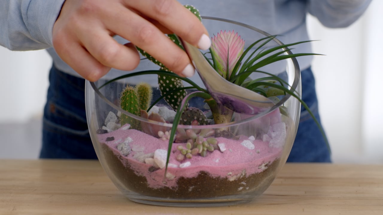 AirWick - Terrarium