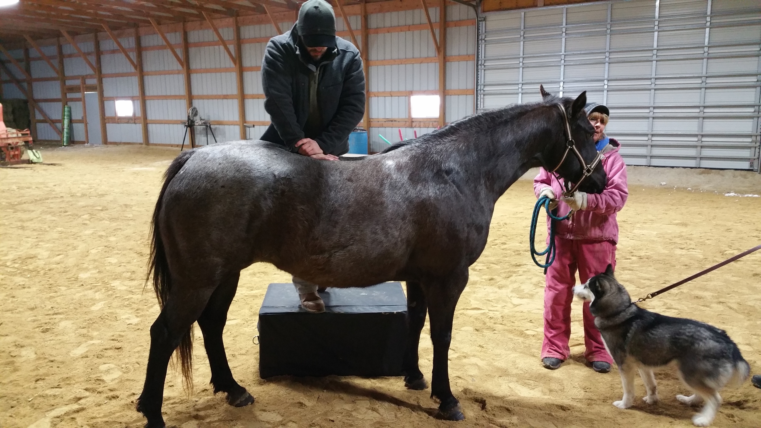 Chris Cedars - Animal Chiropractic