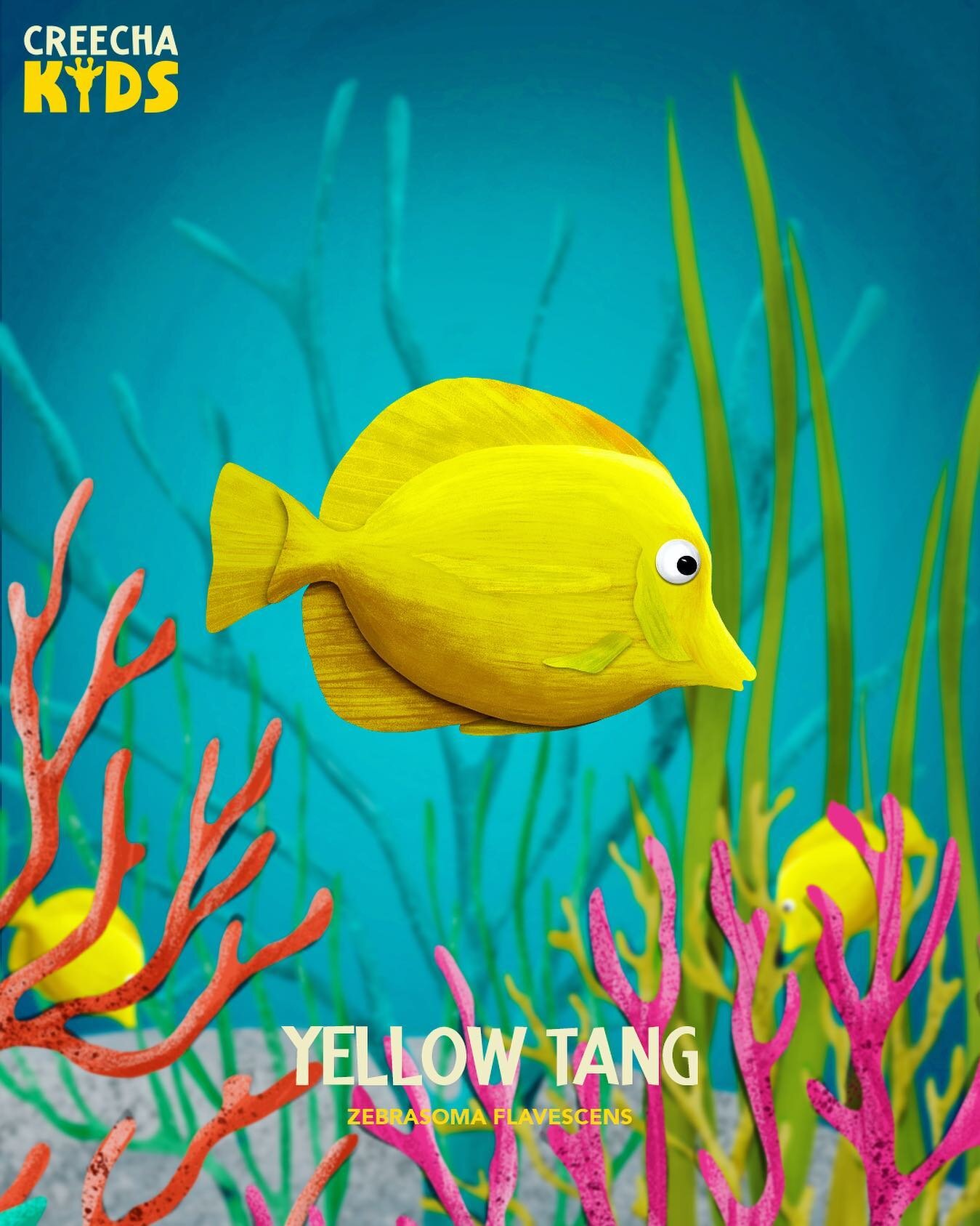 The Yellow Tang is found in coral-rich tropical waters from Japan to Hawaii in the Pacific, and off the coast of Florida in the Atlantic. They play a crucial role in coral reef ecosystems, by preventing algae from overtaking corals.
Yellow tang feed