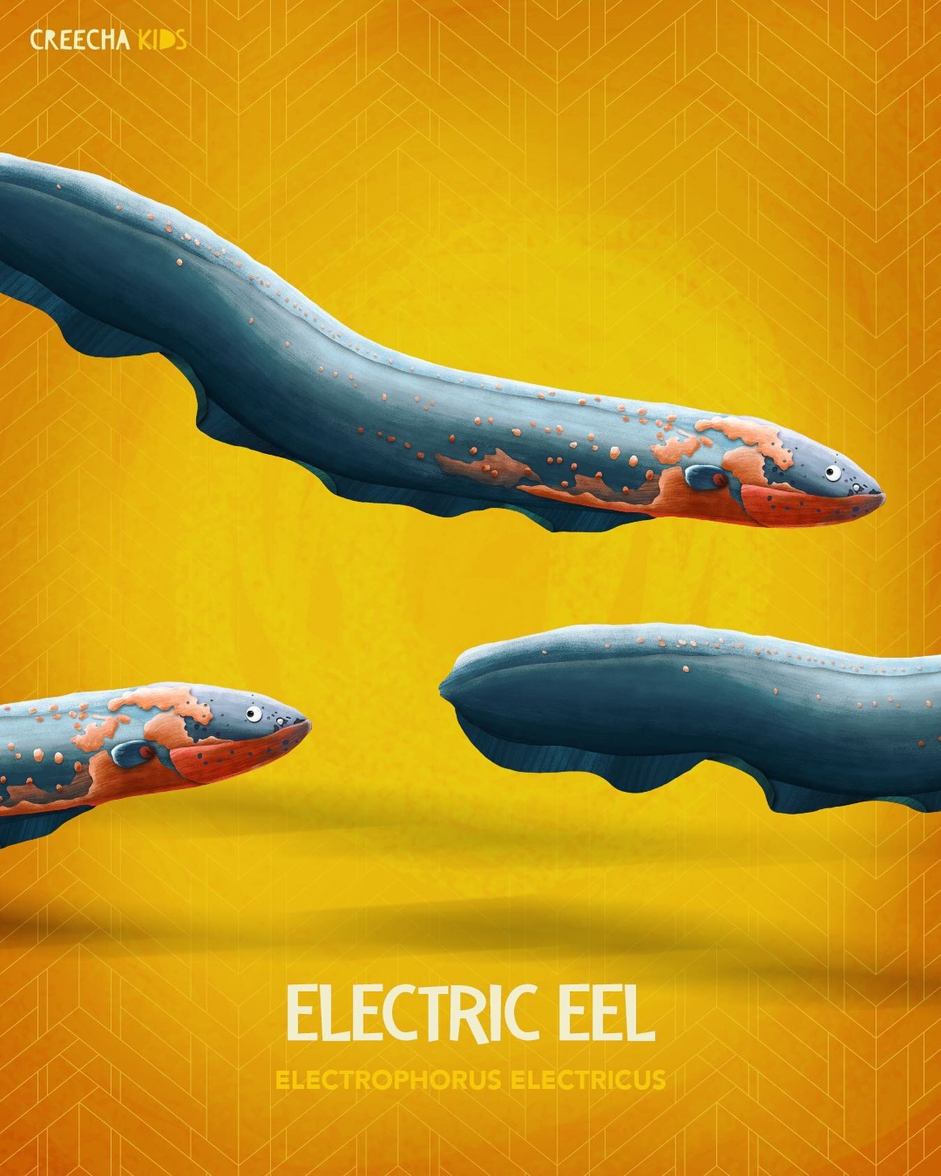 Today we are exploring Electric Eels!
Check out these awesome facts from our friend Meaghan Gade, Ph.D candidate at Ohio State University. You can follow her on Twitter (meaghan_regina). 
The electric eel is actually a fish and is closely related t